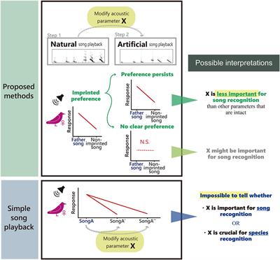 The use of artificial songs to assess song recognition in imprinted female songbirds: a concept proposal